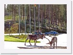 Porot_ reindeers_8842 * 2784 x 2000 * (6.52MB)